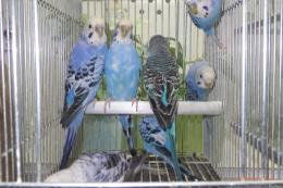 IN-4445　25年物セキセイインコ　ブルー系雄雌4ペア