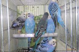 IN-4445　25年物セキセイインコ　ブルー系雄雌4ペア