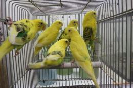 IN-4447　25年物セキセイインコ　黄色系雄雌3ペア6羽で