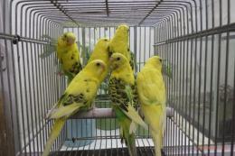 IN-4447　25年物セキセイインコ　黄色系雄雌3ペア6羽で