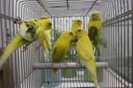 IN-4447　25年物セキセイインコ　黄色系雄雌3ペア6羽で