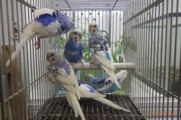 IN-4448　25年物セキセイインコ　ブルーパイド系雄雌3ペア6羽