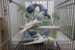 IN-4448　25年物セキセイインコ　ブルーパイド系雄雌3ペア6羽