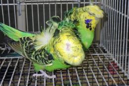 IN-4449　最高品ハゴロモセキセイインコ　ペアで　その1