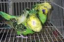 IN-4449　最高品ハゴロモセキセイインコ　ペアで　その1