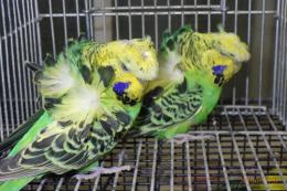 IN-4449　最高品ハゴロモセキセイインコ　ペアで　その1