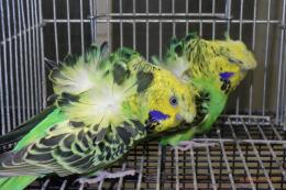 IN-4449　最高品ハゴロモセキセイインコ　ペアで　その1