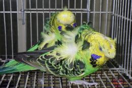 IN-4449　最高品ハゴロモセキセイインコ　ペアで　その1
