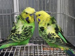 IN-4450　最高品ハゴロモセキセイインコ　ペアで　その2
