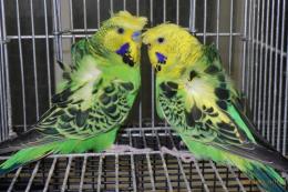 IN-4450　最高品ハゴロモセキセイインコ　ペアで　その2