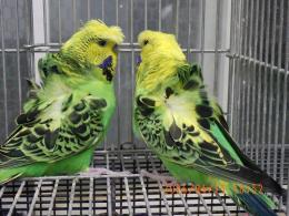 IN-4450　最高品ハゴロモセキセイインコ　ペアで　その2