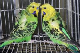 IN-4450　最高品ハゴロモセキセイインコ　ペアで　その2