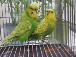 IN-4451　ジャンボセキセイインコ　雄雌で