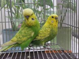 IN-4451　ジャンボセキセイインコ　雄雌で