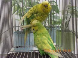 IN-4451　ジャンボセキセイインコ　雄雌で