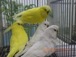 IN-4452　ジャンボセキセイインコ　雄雌で