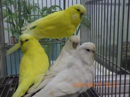 IN-4452　ジャンボセキセイインコ　雄雌で