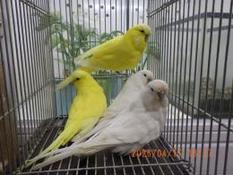 IN-4452　ジャンボセキセイインコ　雄雌で
