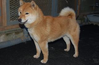 SH-004 【写真は種親です}オレンジです。11年6月13日交配しました。(犬は送る事が出来ませ
