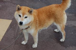 SH-004 【写真は種親です}オレンジです。11年6月13日交配しました。(犬は送る事が出来ませ