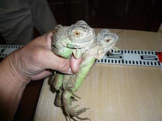 KI-268 グリーンイグアナ | キットウココ ペット部