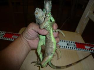 KI-268 グリーンイグアナ | キットウココ ペット部