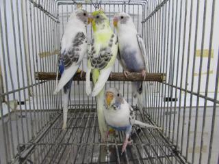 In 2603 セキセイインコ 白ハルクイン若 雄雌で キットウココ ペット部 In 2603 セキセイインコ 白ハルクイン若 雄雌で キットウココ ペット部