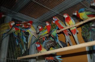 In 902 Eu産 ナナクサインコ ノーマル 1羽での価格 キットウココ ペット部