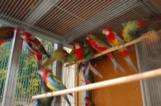 In 902 Eu産 ナナクサインコ ノーマル 1羽での価格 キットウココ ペット部