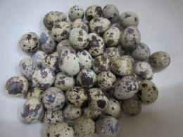 TA-795 有精卵うずらの卵　10個単位で(白・チョコ・ノーマル・パイド等)