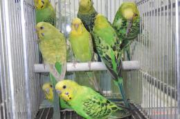 IN-4453 25年生セキセイインコ・グリーン系4ペア8羽で