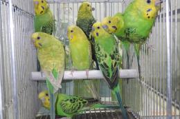 IN-4453 25年生セキセイインコ・グリーン系4ペア8羽で