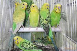 IN-4453 25年生セキセイインコ・グリーン系4ペア8羽で