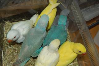IN-422/USA産ワカケホンセイインコ 雛 | キットウココ ペット部