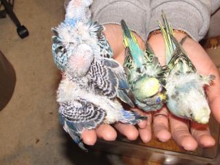 IN-2190 ハゴロモセキセイインコの雛(写真入れ替え) | キットウココ