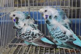 IN-4457　最高品ハゴロモセキセイインコ　ペアで　その3