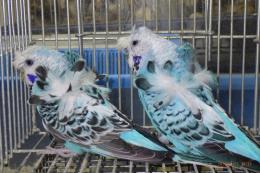 IN-4457　最高品ハゴロモセキセイインコ　ペアで　その3