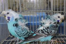 IN-4457　最高品ハゴロモセキセイインコ　ペアで　その3