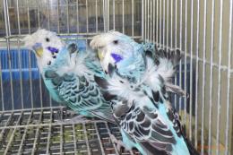 IN-4458　最高品ハゴロモセキセイインコ　ペアで　その4