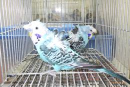 IN-4458　最高品ハゴロモセキセイインコ　ペアで　その4