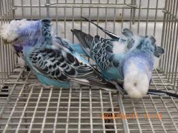 IN-4459　ハゴロモセキセイインコ　ペアで　その5　比較品