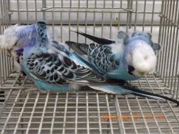 IN-4459　ハゴロモセキセイインコ　ペアで　その5　比較品