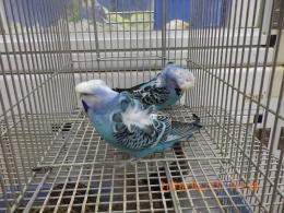 IN-4459　ハゴロモセキセイインコ　ペアで　その5　比較品