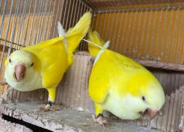 IN-3736　オキナインコ・ルチノーの雛　1羽の価格 IN-3755に転記更新