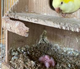 IN-3736　オキナインコ・ルチノーの雛　1羽の価格 IN-3755に転記更新