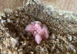 IN-3736　オキナインコ・ルチノーの雛　1羽の価格 IN-3755に転記更新