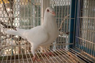 Ht 4 顔の綺麗な白い鳩とレース鳩 セロワ キットウココ ペット部