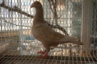 Amazon.co.jp: 鳩識別リング、鳩バンドリング - ピジョン識別