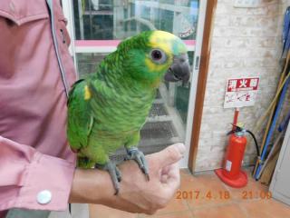 In 2945 アオボウシインコの雛 キットウココ ペット部