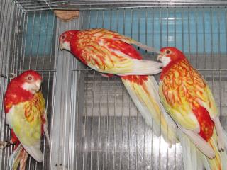 IN-2196 ベルギー産ナナクサインコ・ルビノー | キットウココ